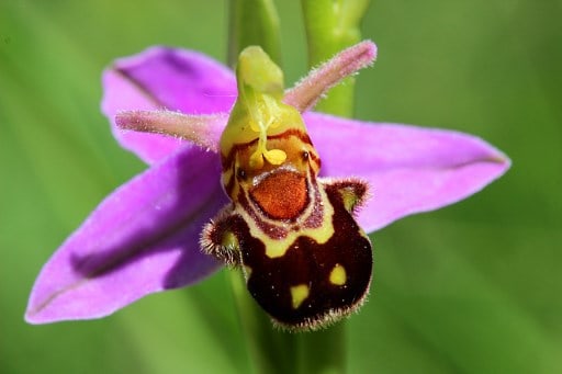 Bienen-Ragwurz als Beispiel für Ko-Evolution / Flickr CC, Björn S...