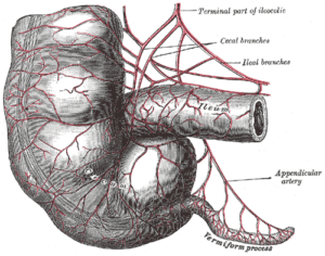 Arteries of cecum and appendix (appendix labeled as vermiform process at lower right, Henry Gray 1918)
