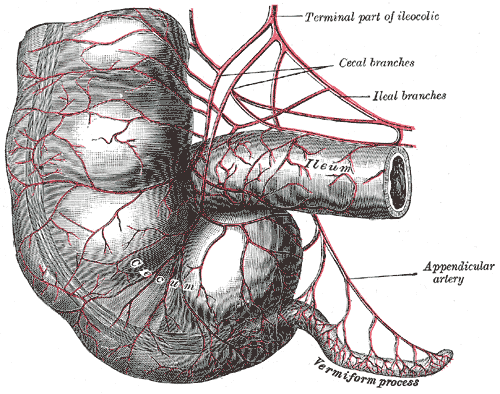 Arteries Of Cecum And Appendix Appendix Labeled As Vermiform Process